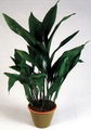 Aspidistra Elatior